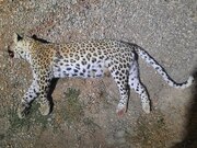 کشف لاشه پلنگ ایرانی در منطقه حفاظت شده طارم سفلی