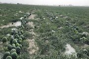 آبی که به اقتصاد «آب‌محور» مبتلاست