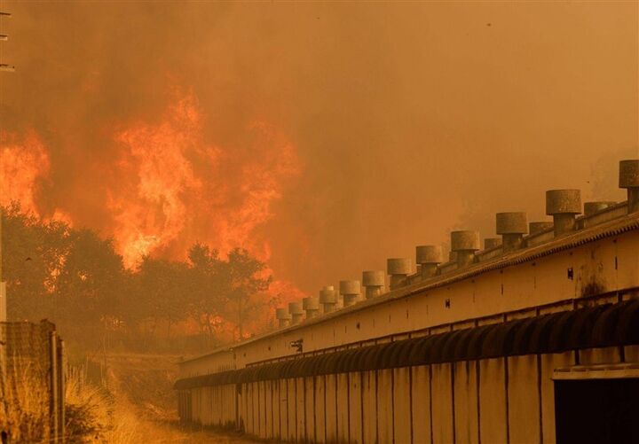 ۷ کشته در آتش سوزیهای جنگلی اسپانیا ۷ کشته در آتش سوزیهای جنگلی اسپانیا