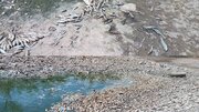 تلف شدن هزاران قطعه ماهی در بیجار
