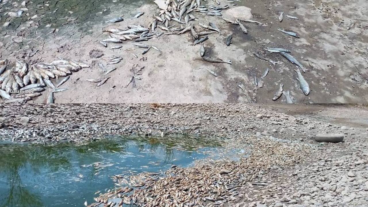 تلف شدن هزاران قطعه ماهی در بیجار