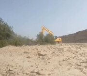 عاملان قطع درختان کهور ایرانی به دادگاه معرفی شدند