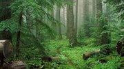شناسایی منبع پنهان آب در جنگل‌های شمال کشور
