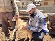 واکسیناسیون ۱۵۰۰ راس دام سبک توسط بسیج سازندگی کهگیلویه