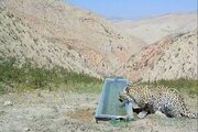 مشاهده یک پلنگ در ارتفاعات فیروزکوه