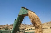 نرخ پیشنهادی ۳۲ هزار تومان برای هر کیلو گرم گندم رد شد