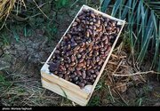 صادرات ۳۹۵ میلیون دلار خرما در سال گذشته