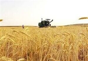 نرخ پیشنهادی گندم با ۱۱ درصد سود