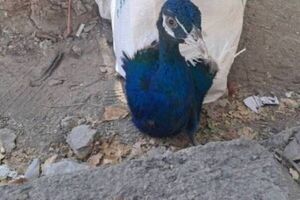 کشف ۱۰ طاووس هندی قاچاق در مرز باشماق مریوان