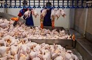 وضعیت عرضه گوشت مرغ از مهر ماه بهبود پیدا می‌کند