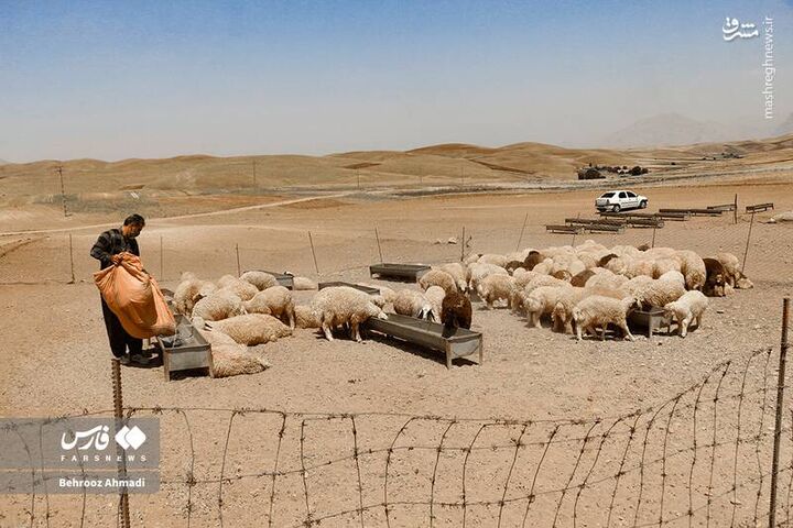 عکس/ زندگی عشایر کرمانشاه عکس/ زندگی عشایر کرمانشاه