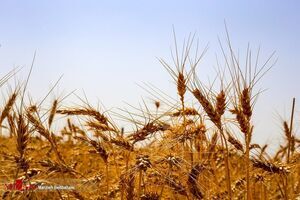 پرداخت کامل مطالبات گندم‌کاران