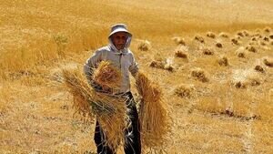 جزئیات بیمه گندم کشاورزان اعلام شد