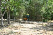 10 هزار مترمربع فضای سبز به بوستانهای منطقه یک افزوده میشود
