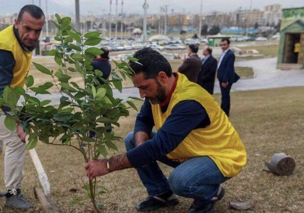کاشت ۳۳ هزار اصله درخت در منطقه ۱۳ کاشت ۳۳ هزار اصله درخت در منطقه ۱۳