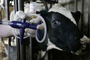 «تب برفکی» به انسان منتقل نمی‌شود