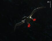 برترین عکس‌های مسابقه زندگی پرندگان استرالیا ۲۰۲۵