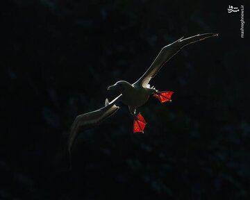 برترین عکس‌های مسابقه زندگی پرندگان استرالیا ۲۰۲۵