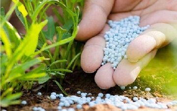 کاهش مصرف کود و پایان مسمومیت آمونیاکی دام با محصولی دانش بنیان