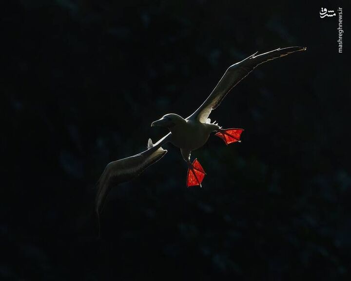 برترین عکس‌های مسابقه زندگی پرندگان استرالیا ۲۰۲۵