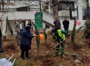 کاشت ۱۴۵۰ اصله نهال در منطقه یک