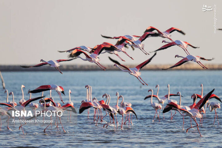عکس/ فلامینگوها میهمان آب‌های گرم خلیج فارس
