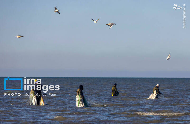 عکس/ صید ماهی در خزر