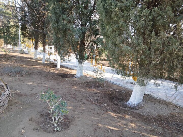 حفاظت از فضای سبز منطقه ۲۲ با اجرای طرح باندینگ درختان