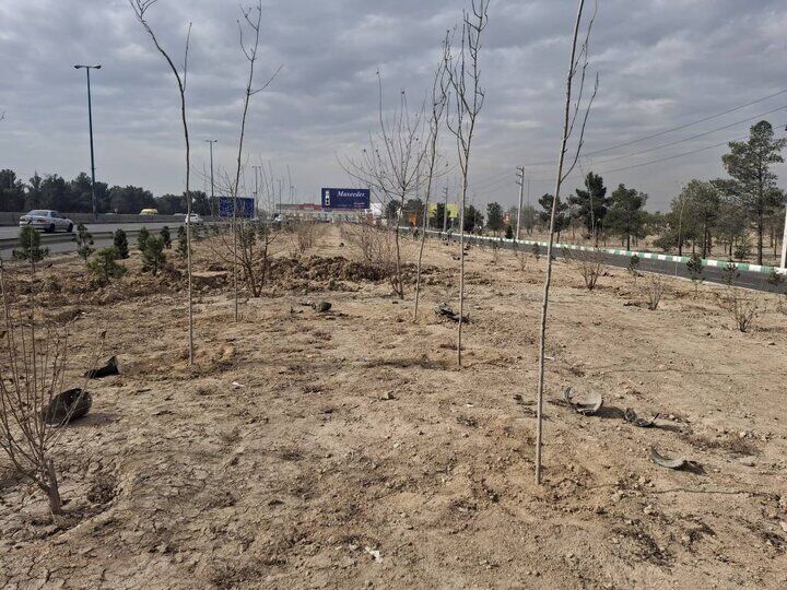 اجرای طرح جنگلکاری در حاشیه بزرگراه تهران–قم با کاشت ۱۵۰۰ اصله درخت