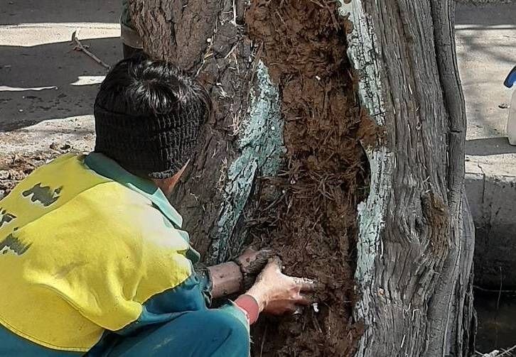 احیا و نجات درختان کهنسال محله طرشت