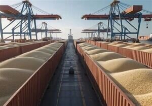 زنجیره تأمین غلات لحظه‌ای متوقف نمی‌شود