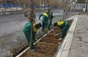 کاشت ۱۷۶۰ اصله درختچه در منطقه یک