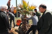 غرس نهال های مثمر و پالم های غول پیکر در جنوبغرب پایتخت/ توزیع نهال رایگان به شهروندان