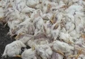 تلف شدن ۳ هزار مرغ در حمله دشمن به مرغداری بهبهان