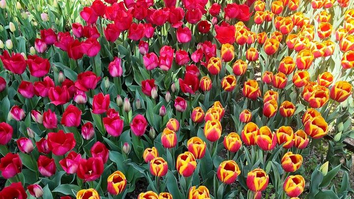 لاله‌ها در منطقه۲ به احترام روزهای ایثار شکفتند 