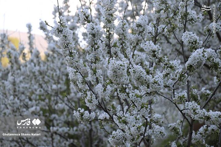 عکس/ شکوفه‌های بهاری کُجور