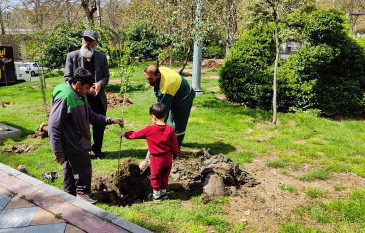 خدمات بی وقفه در شهر، از دمیدن نفس های سبز تا تیمار درختچه های منطقه یک 