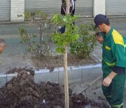 درختان بن‌بالا به خیابان ولیعصر عج؛ آمدند