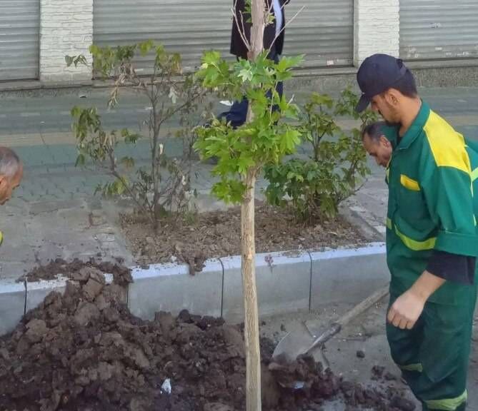 درختان بن‌بالا به خیابان ولیعصر عج؛ آمدند