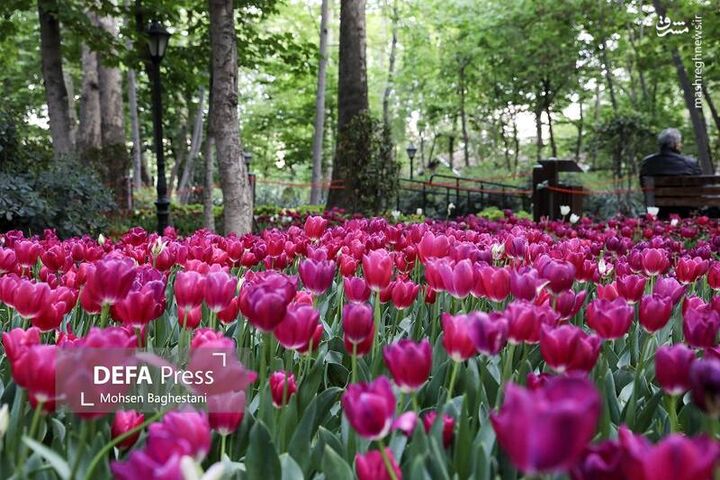 عکس/ باغ لاله ایرانی