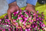 عکس/ برداشت گل محمدی از مزارع خراسان‌شمالی
