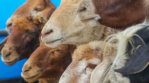 فعالیت مرکز عرضه بهداشتی دام زنده