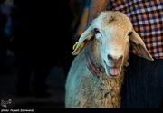 نرخ هرکیلو دام در آستانه عید قربان اعلام شد