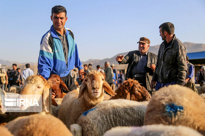 دام زنده برای عید قربان در جایگاه‌های تحت نظارت دامپزشکی عرضه می شود