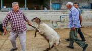 قیمت دام زنده برای عید قربان اعلام شد