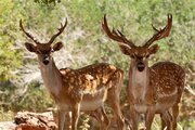 بازگشت گوزن زرد بعد از دهه‌ها به خانه