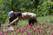 عکس/ برداشت گل گاو زبان در اشکورات رودسر