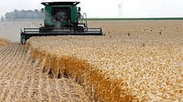 کاهش ۲۰ درصدی خرید گندم در استان تهران