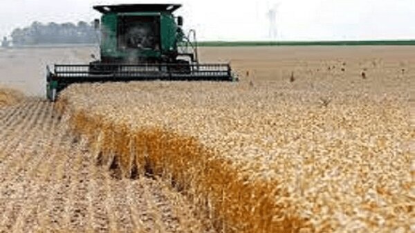 آغاز پرداخت مطالبات گندم‌کاران گلستانی