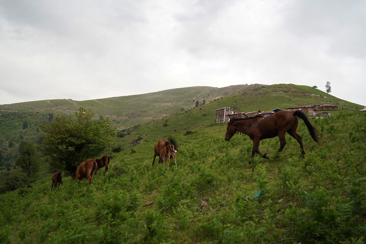 طبیعت1
